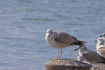 herring gull seagull on the pier