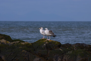 herring gull seagull on rocks at the beach