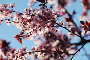 Blossoming trees in spring season