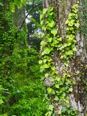森の木と蔦