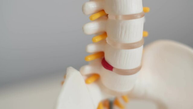 Human column plastic model complete pan at physiotherapy clinic