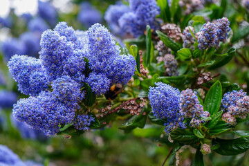 Close up of a bee on a Californian lilac 