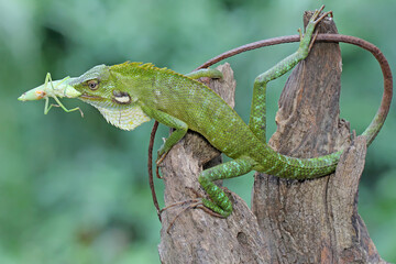 A green crested lizard was eating a green grasshopper. This reptile has the scientific name Bronchocela jubata. 