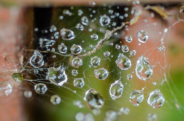 Drops of morning dew on cobwebs, close-up.