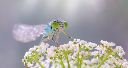Blue dragonfly  (Ischnura elegans) © Iwona