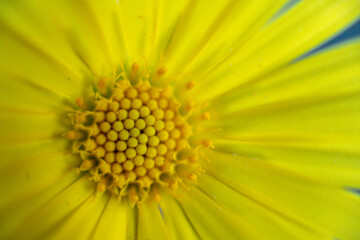 flower petals. spring. nature. macro photo