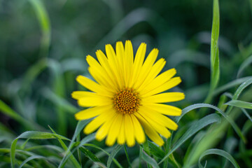 little yellow flower among the grass in the garden. spring and birth concept. nature