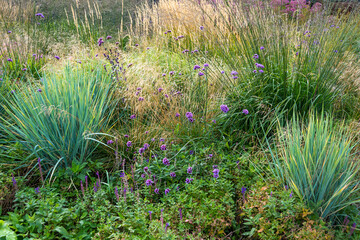 Lilac blossoms of oregano among ornamental herbs