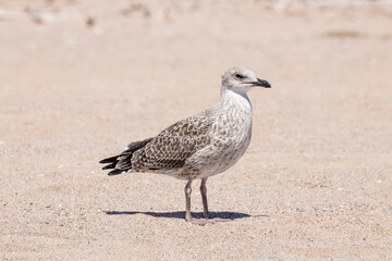 young seagull chick just left the nest