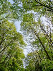 新緑の木々を見上げる