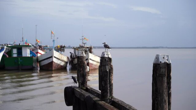 Seagulls perched alongside amazonian river in South America.