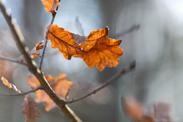 Brown, dry oak leaf