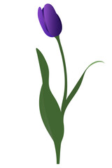 Fototapeta na wymiar Tulip. Lilac bud. Delicate flower. Vector illustration. Isolated background. A flowering plant from the lily family. A symbol of loyalty. Flat style. Idea for web design, invitations, postcards.