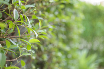 Blur plant green leaf in garden with bokeh background