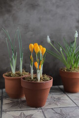 Spring yellow crocuses in a clay pot on a table with other flower pots and plants