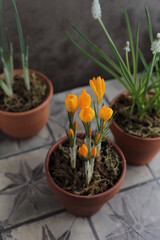 Spring yellow crocuses in a clay pot on a table with other flower pots and plants