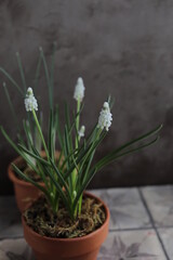 Spring white muscari in a clay pot on a table with other flower pots and plants. Spring still life with blossoming buds. Gardening