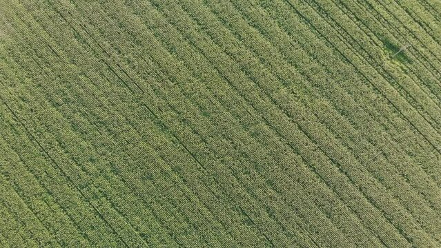 Aerial view with a drone of a field of corn flowered perfectly sown.