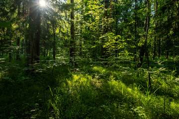 Fototapeta na wymiar Forest landscape with trees and sun