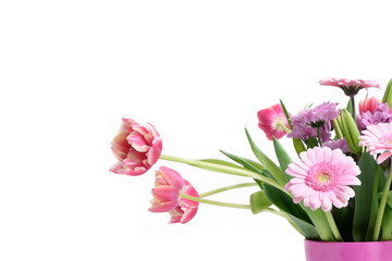 Composition with beautiful blooming Tulips and Barberton Daisy (Gerbera jamesonii) flowers on white background , pink colors , macro 
