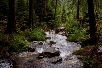 Beautiful ukrainian nature. Small river in old pine forest. Carpathian Mountains, Gorgany, Ukraine