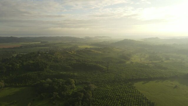 Aerial shot of palm oil fields in Costa Rica, daylight. Green field in Costa Rica