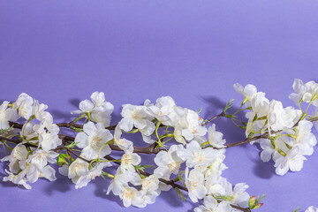 Blossoming cherry twig isolated on purple very peri background. Amazing spring blossom, Easter concept