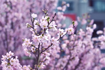 啓翁桜に魅せられて