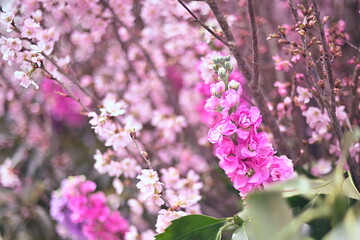 春の彩り〜啓翁桜