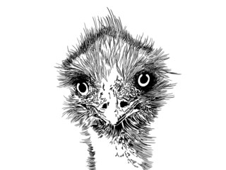Black and white illustration of an emu. Curious big bird.
