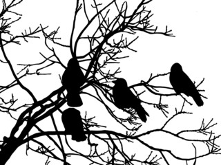 Black silhouette of a tree with birds. White background.
