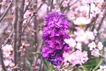 ひと足先に感じる春〜啓翁桜