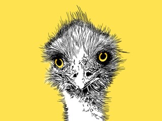 Illustration of an emu. Yellow eyes and yellow background. Curious big bird. Card. Poster.