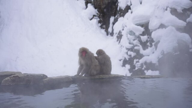 Japanese Snow Monkeys, Grooming Each Other on Edge of Geothermal Pool