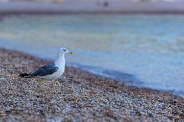 seagull on the beach