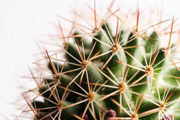 Cactus with spikes and purple flower, macro shot.