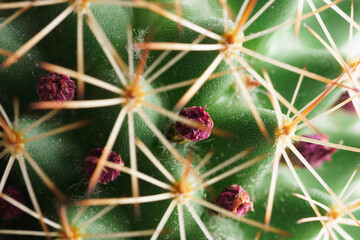 Fototapeta premium Cactus with spikes and purple flower, macro shot.