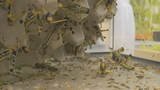 Curious cricket goes towards camera for a closer look while other crickets in the background do their own