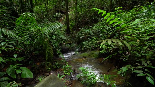 Stream  following its way through the jungle.