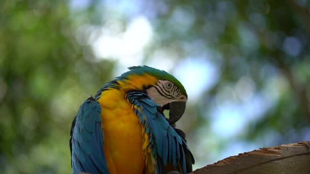 Macaw pruning it's feathers in the jungle.