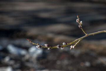 A willow twig bloomed in March