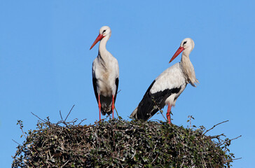 Beautiful couple of white storks (Ciconia ciconia) standing on the nest. Storks breeding and clattering their beaks, displaying a mating dance. White storks from Africa in Spain..