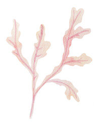 Set of hand drawn Watercolor seaweed Illustration in pastel pink and light purple