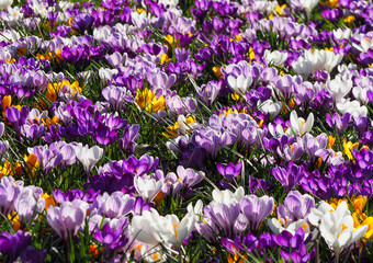 Fototapeta premium A beautiful field of purple, white and yellow flowers in Utrecht, the Netherlands. 
