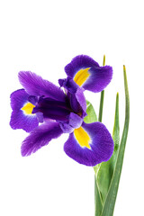 Beautiful Blue English Iris (Iridaceae Iris latifolia) isolated on white background