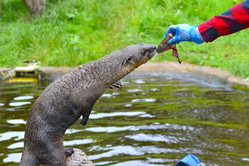 An adult North American river otter Lontra canadensis coming out of a pond in South Devon England...