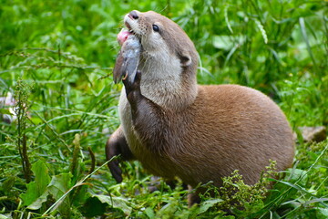 A cute Asian small-clawed otter having a trout in its mouth. It has paired scent glands at the base...