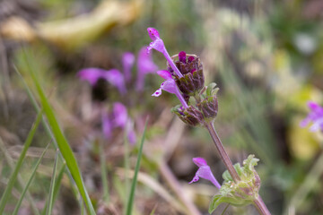Close up de flor lilás