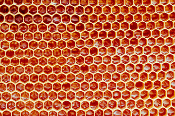 Background texture and pattern of a section of wax honeycomb from a bee hive filled with golden honey i