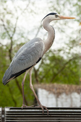 Elegant grey heron presents itself in all its beauty on the catwalk